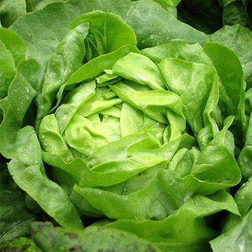 Butterhead Green Lettuce