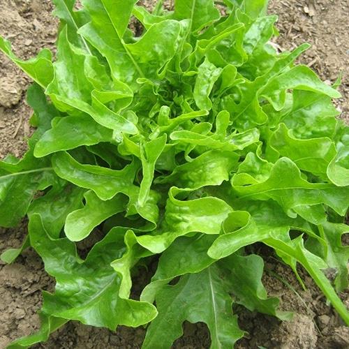 Catalogna Green Lettuce