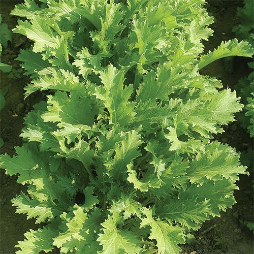 Mizuna Green