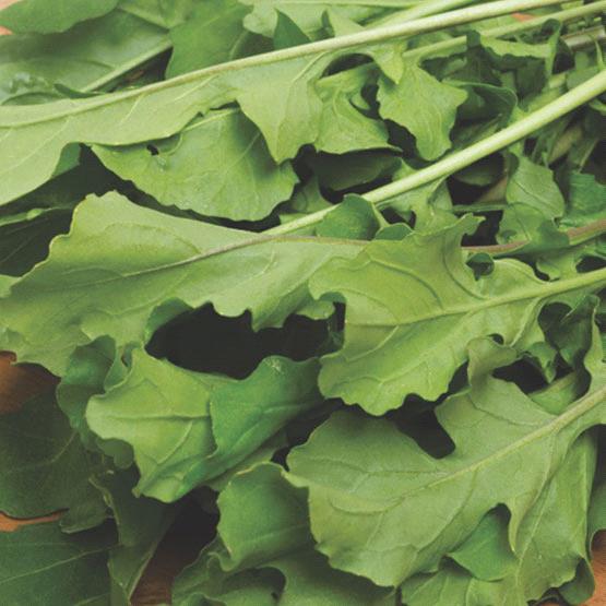 Arugula Cultivated Improved Rocket