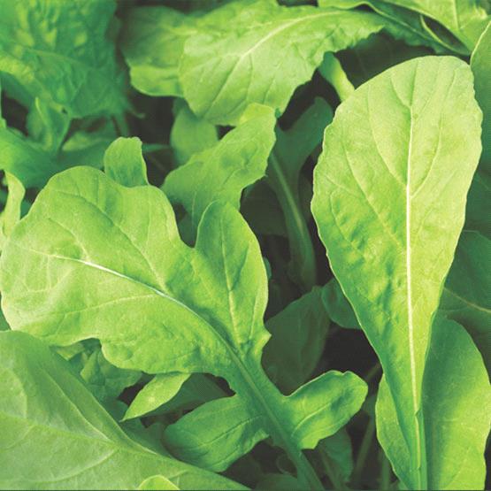 Arugula Cultivated Rocket