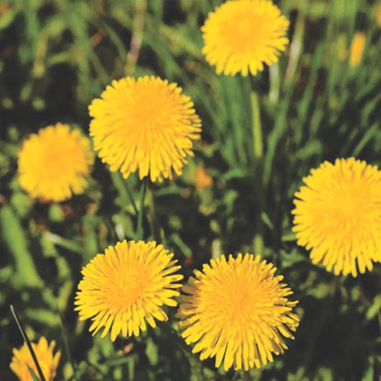 Dandelion