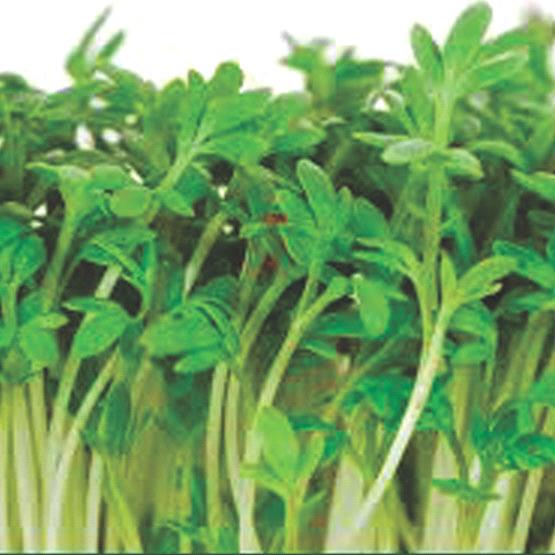 Garden Cress