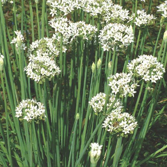 Garlic Chives