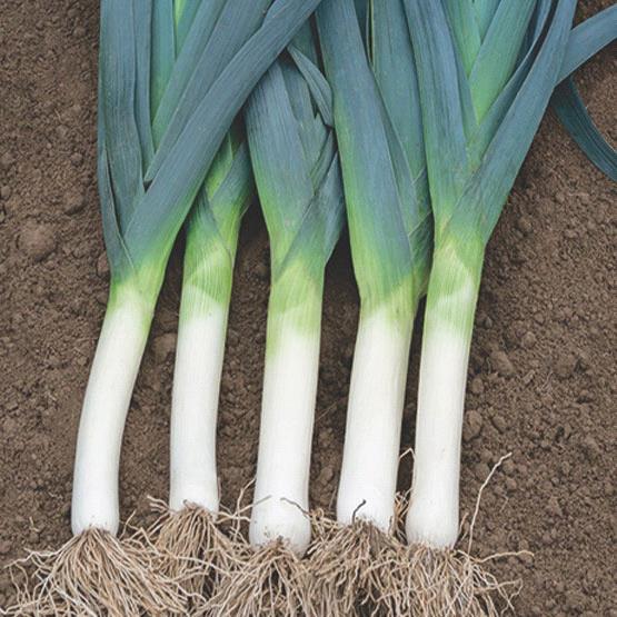 Leek