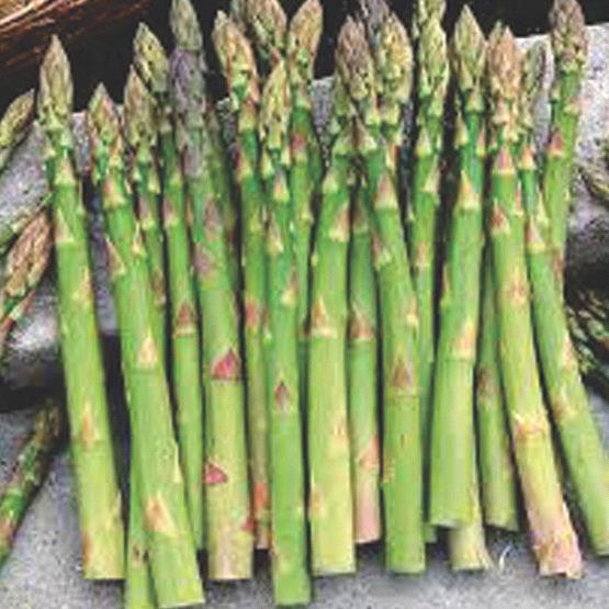 Asparagus MW