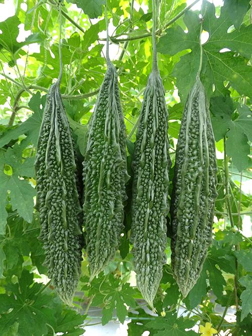 Bitter Gourd Green
