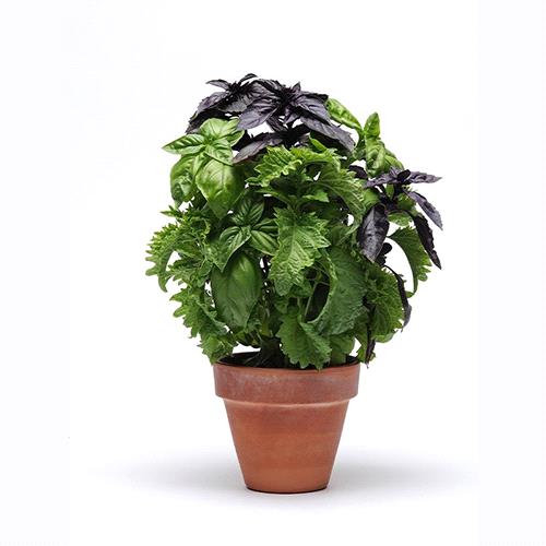 Mix Basil Combo