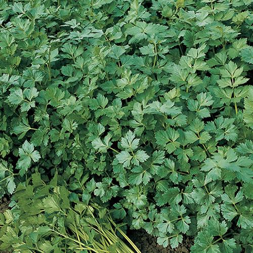 Flat Parsely