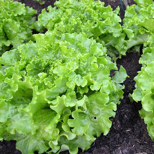 Grand Rapid Lettuce