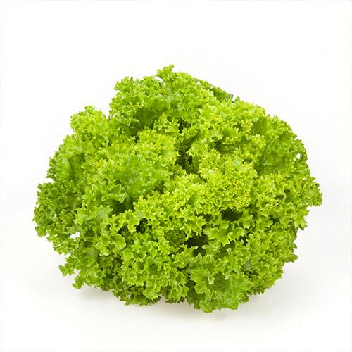 Lolo Bionda Lettuce