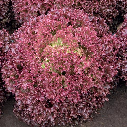 Lolo Rossa Lettuce