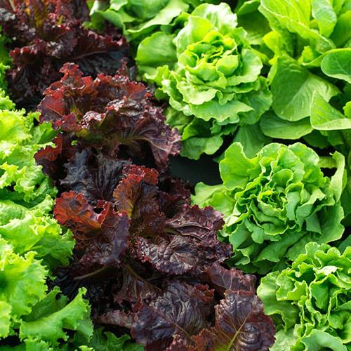 Mix Lettuce