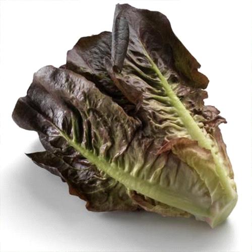 Red Romain Lettuce