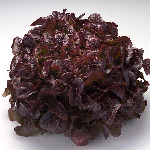 Red Salad Bowl Oakleaf Red Lettuce