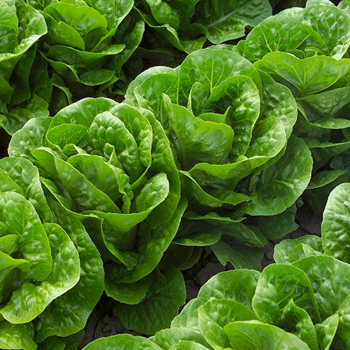 Romain Paris island Cos Lettuce